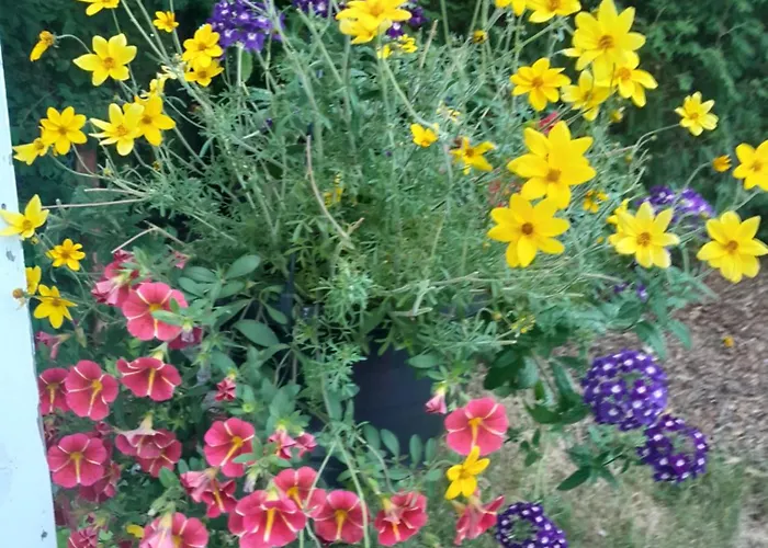 Penthouse Casinonsaari 萨翁林纳